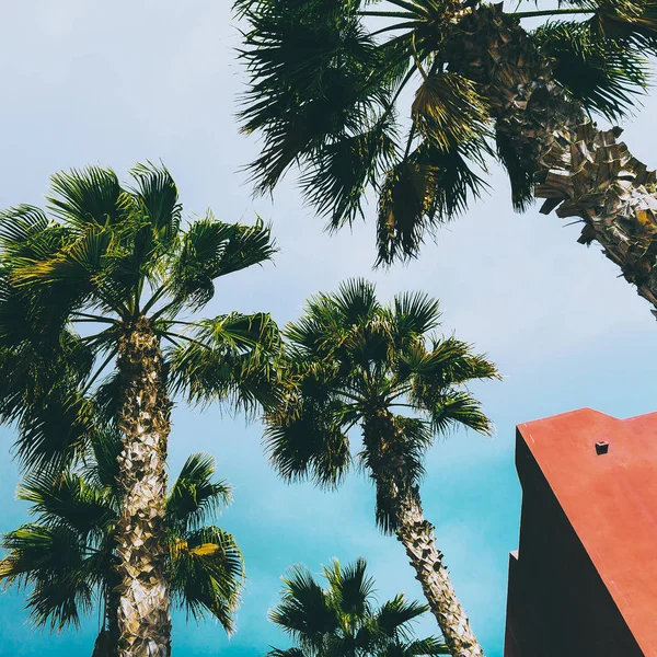 Palms. Tropical location. Travel Minimal  fashion — Stock Photo, Image