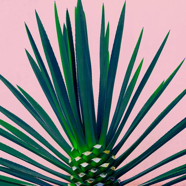 Palme træ på den lyserøde. Tropisk design minimal mode - Stock-foto