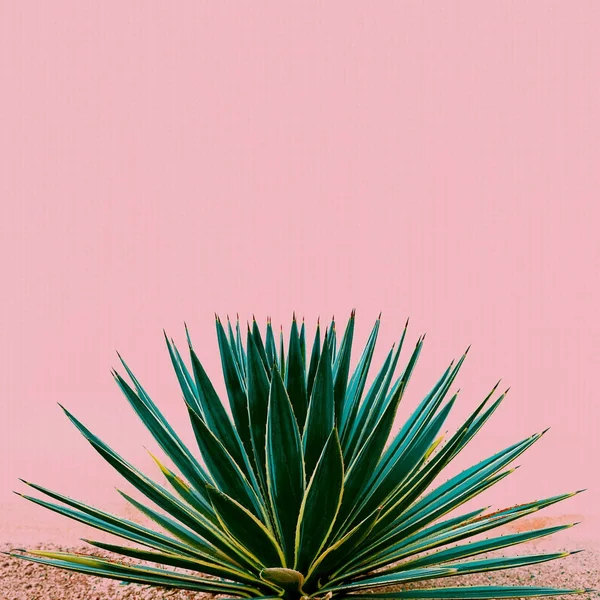 Plantera på rosa. Tropisk design minimal mode — Stockfoto