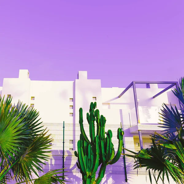 Tropical Urban minimal art. Palms and Cacti. — Stock Photo, Image