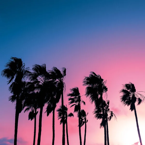 En az moda günbatımı renkleri palmiye — Stok fotoğraf