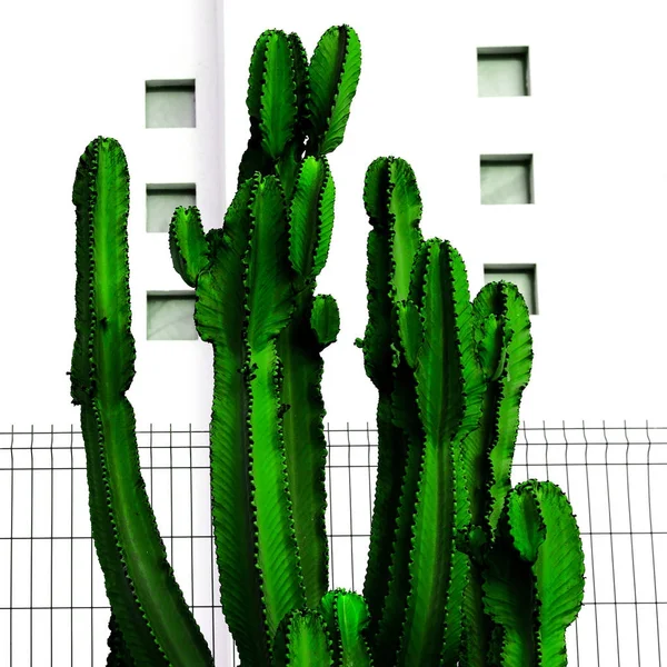 Arte minimalista Tropical Urban. Cactus y ubicación blanca — Foto de Stock