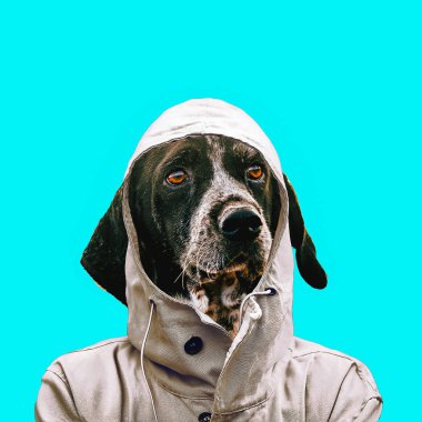 Çağdaş sanat kolaj. Eğlenceli sanat. Şık köpek bir Hood. Yağmur s