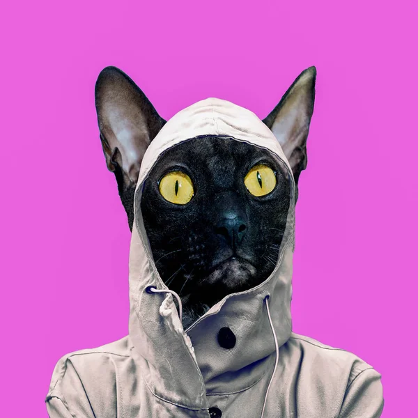 Collage de arte contemporáneo. Arte divertido. Gato con estilo en una capucha. Lluvia s —  Fotos de Stock