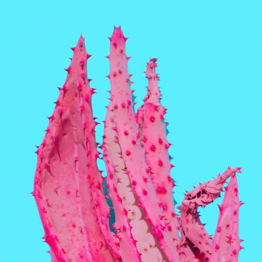 Endüstriyel Tesis tasarımı. Bitki sevgilisi. Pembe Aloe Minimal moda sanat