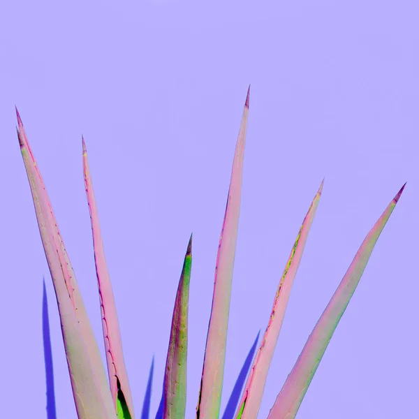 Aloe planta ao ar livre Design mínimo — Fotografia de Stock