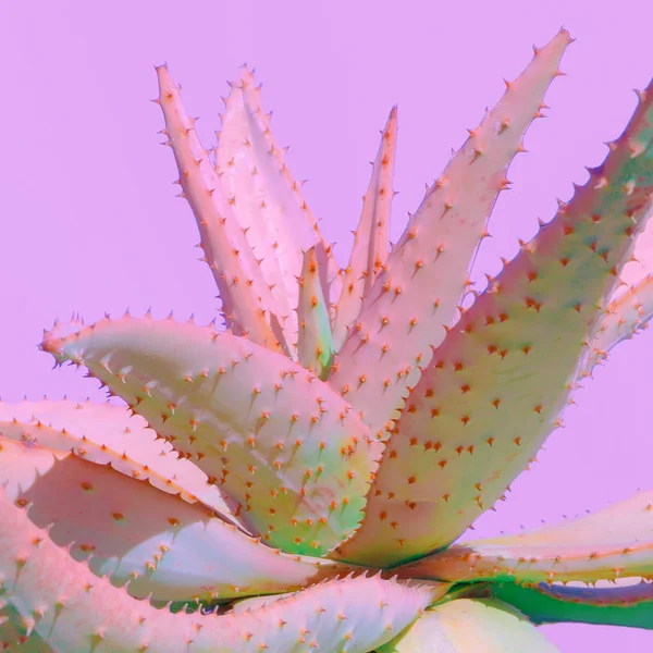 Aloe Minimal Fashion Plant on Pink. Colors design — Stock Photo, Image