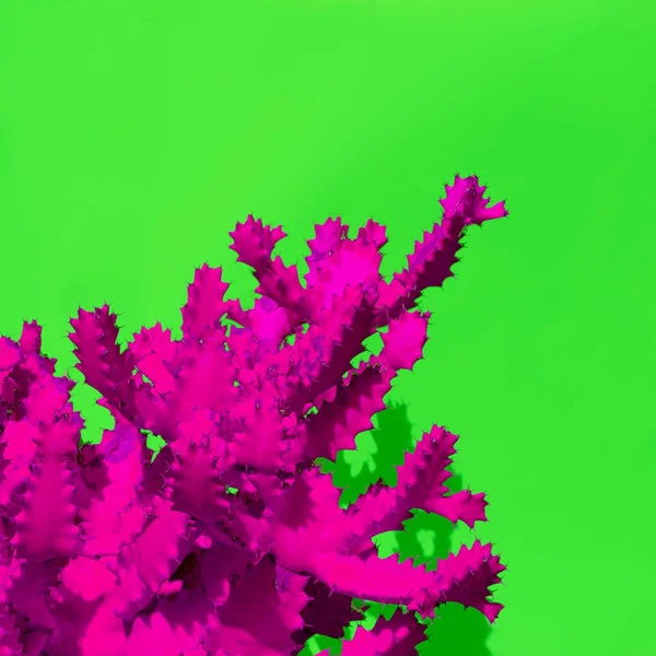Magenta Cactus. Samtida konst. Minimal design mode — Stockfoto