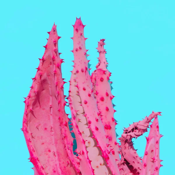 Progettazione vegetale. Amante delle piante. Aloe Rosa Arte minimale della moda — Foto Stock