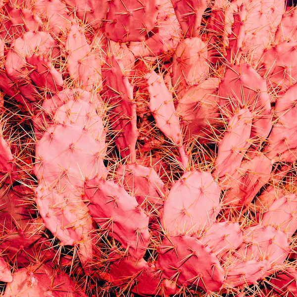 Fondo de Cactus Rosa Moda. Amante del cactus Concepto — Foto de Stock