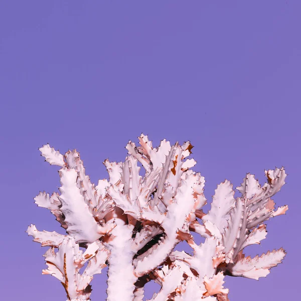 White Cactus. Albinos.Minimal art — Stock Photo, Image