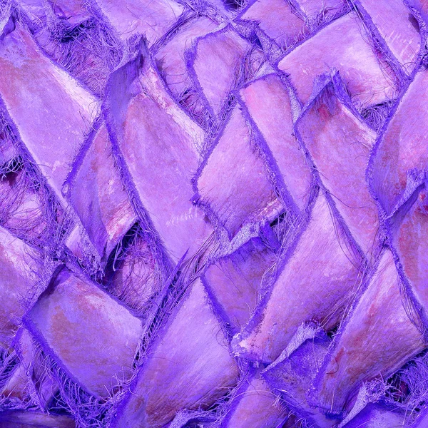 Bark of Palma. Purple vibes. Purple trends — Stock Photo, Image