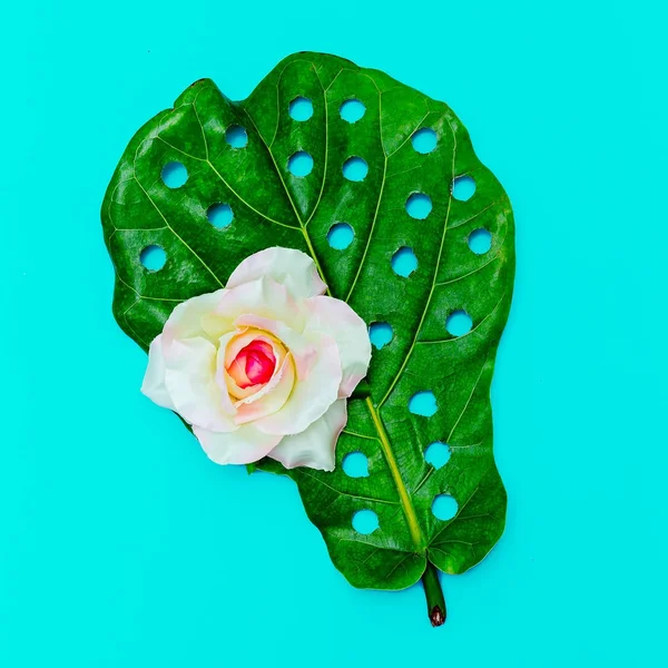 Hole real leaf and Rose  Minimal art design. Flat lay — Stock Photo, Image