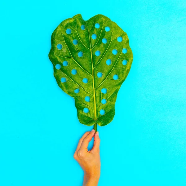 Hole real leaf . Minimal art design. Flat lay Stor — Stock Photo, Image