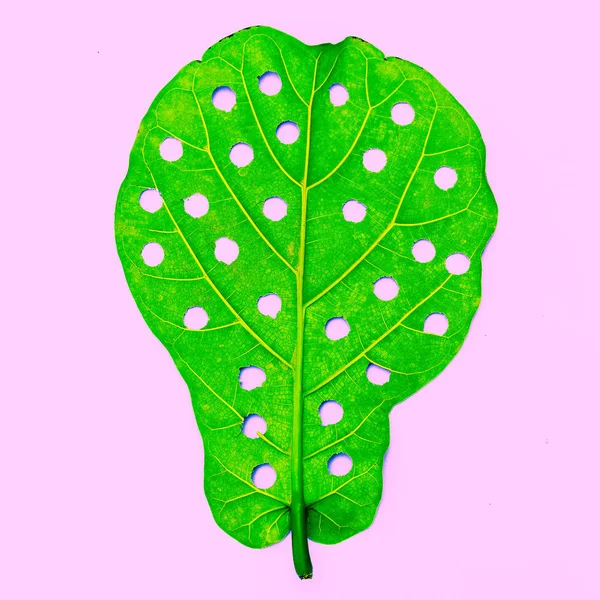 Hole real leaf . Minimal art design. Fun art