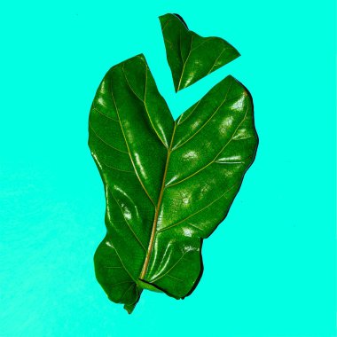 Half Leaf Bio Art. Green. Flat lay minimal  clipart