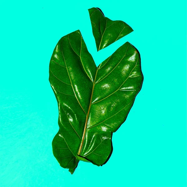 Halva Leaf Bio Art. Grön. Platt lägga minimal — Stockfoto