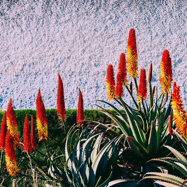 Tropical canary  flowers. Plant lover. Minimal — Stock Photo, Image