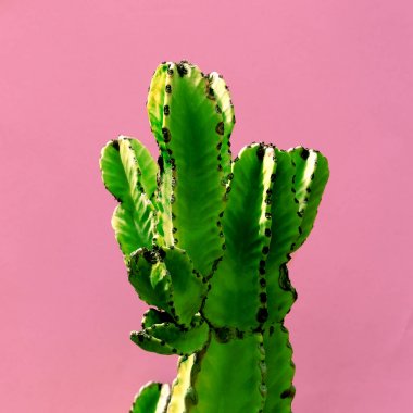  Bitki Pink. Kaktüs Minimal moda sanat