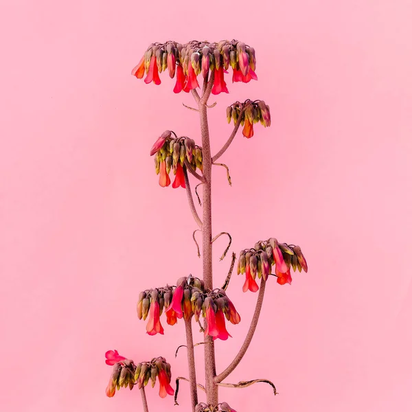 Plant on pink. Tropical flower. Minimal fashion art — Stock Photo, Image