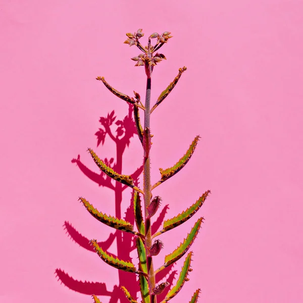 Растение на розовом. Минимальное искусство дизайна — стоковое фото