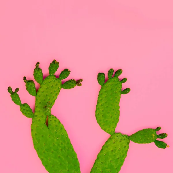 Pianta su rosa. Amante dei cactus. Minimale arte della moda — Foto Stock