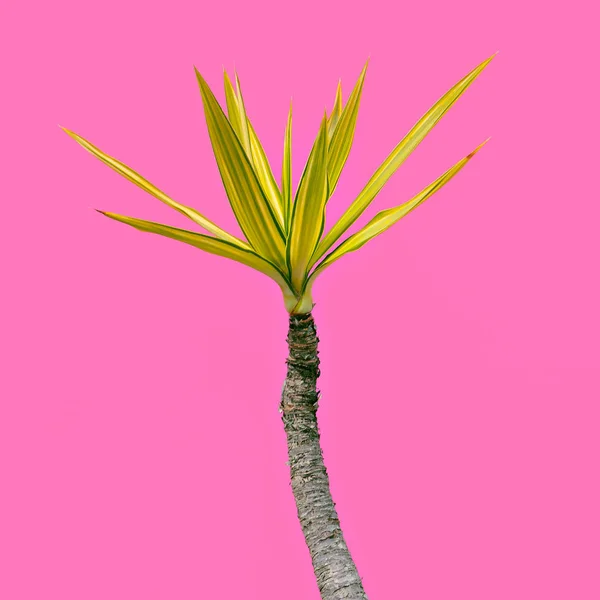 Mini palma en rosa. Amante verde Arte de moda — Foto de Stock