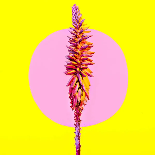 熱帯の植物です。ミニマル ・ アート デザイン — ストック写真