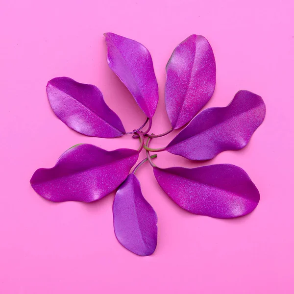 Conjunto de Folhas Violeta Minimal flat lay art — Fotografia de Stock
