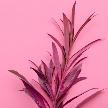 Bitki Pink. En az moda tasarımı