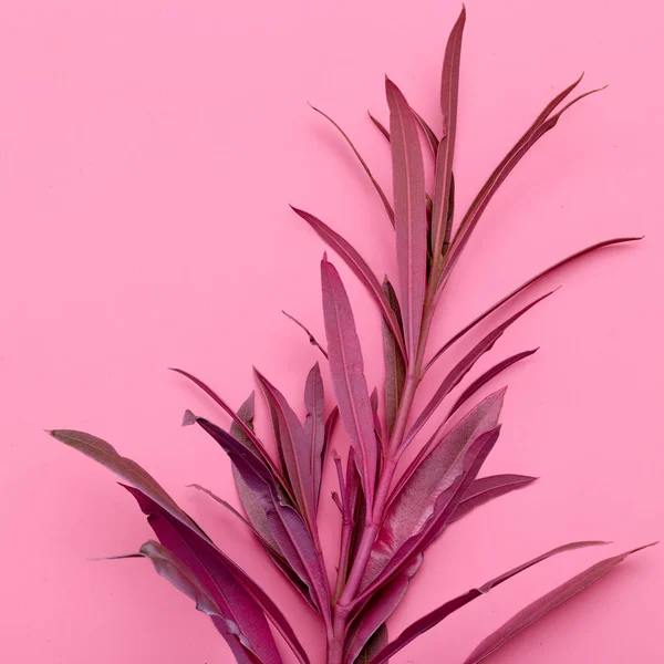 Plant op roze. Minimale modevormgeving — Stockfoto