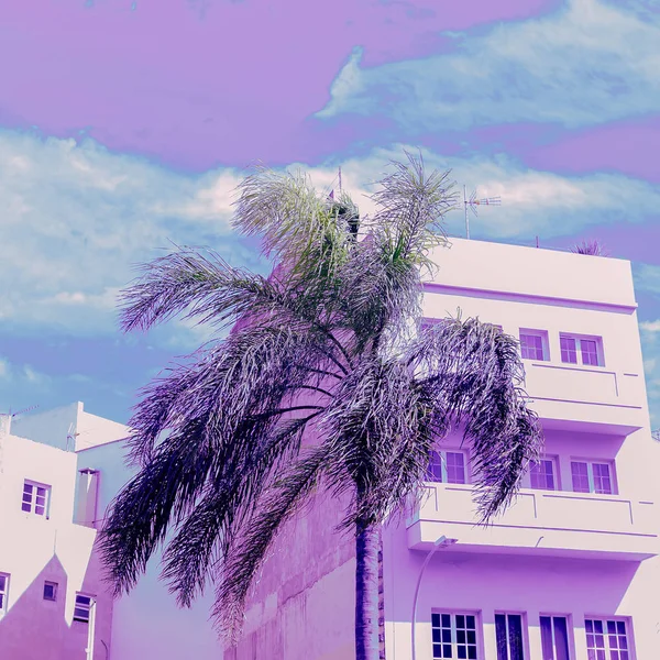 カナリア諸島ファッション パーム紫気分 — ストック写真