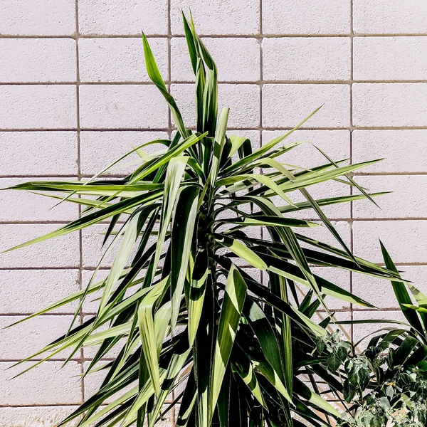 Tropische plant. Plant minimaal fashion stijl — Stockfoto