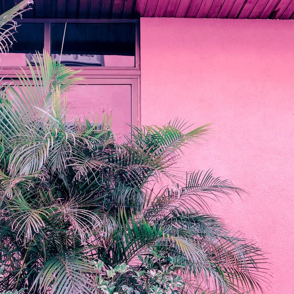 Piante su rosa. Palmo all'aperto. Arte tropicale minimale — Foto Stock