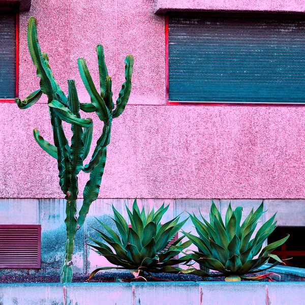 Plantas en rosa. Cactus al aire libre. Pared rosa. Mínimo — Foto de Stock