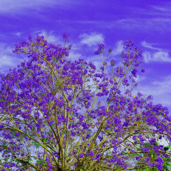 Árvore de flores roxas Vibrações mínimas da primavera Humor violeta — Fotografia de Stock