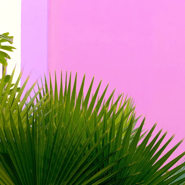 Planten op roze. Palm buitenshuis — Stockfoto