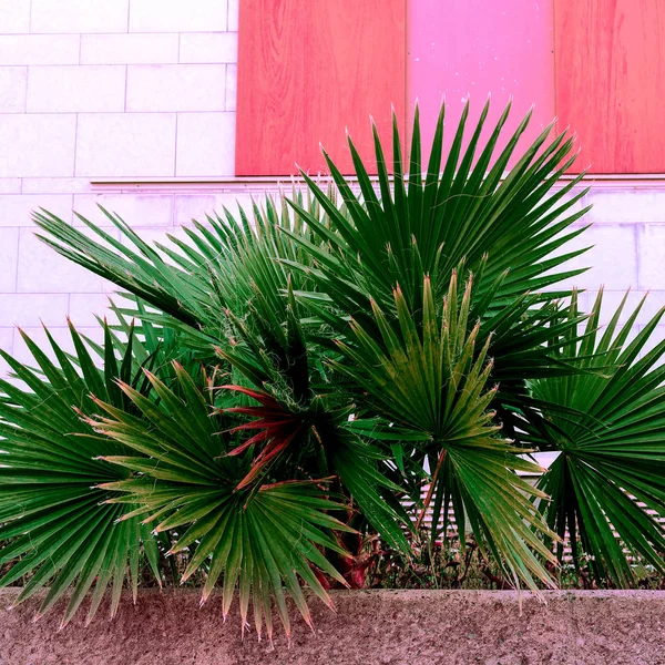 Пальма в городской посадке на розово-зеленом фоне — стоковое фото