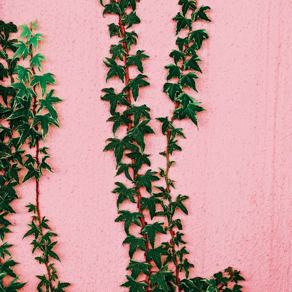 Plants on pink.  Fashion plant lover. Minimal — Stock Photo, Image