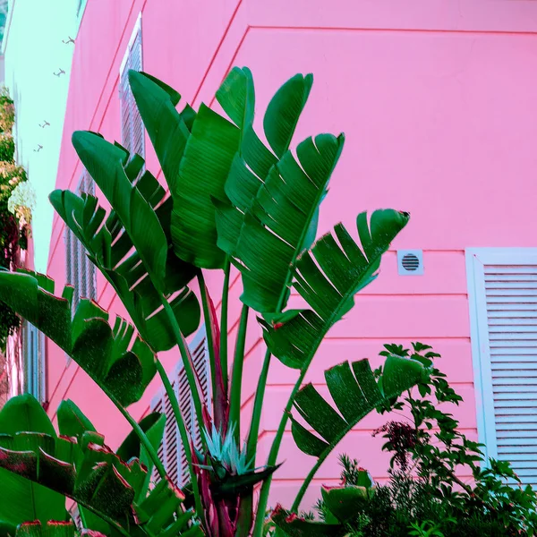 Palm på rosa. Urban tropic vibes — Stockfoto