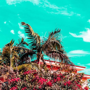 Tropikal vibes palms. Kanarya Adaları. Moda seyahat ruh hali