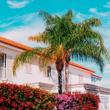 Avuç içi ağaç. Tropikal vibes. Kanarya Adaları. Seyahat yaşam tarzı