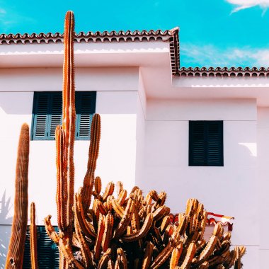 Kaktüs. Kaktüs Bahçe. Tatil. Kanarya Adası