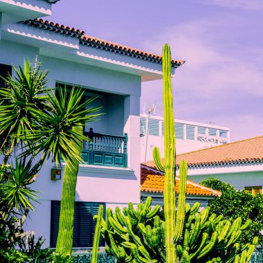 Kaktüs. Kaktüs Bahçe. Kanarya Adası aşk bitkiler