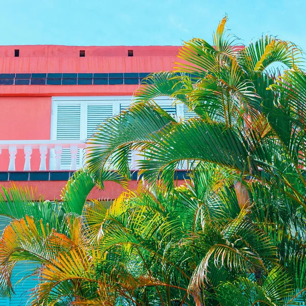 Palms Canary Islands Vanilla colours travel vibes — Stock Photo, Image