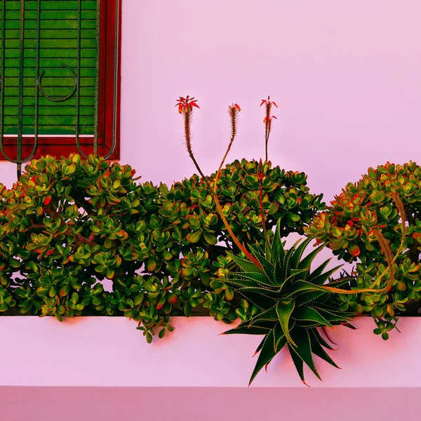 Plant on pink. Tropical green. Garden lover — Stock Photo, Image