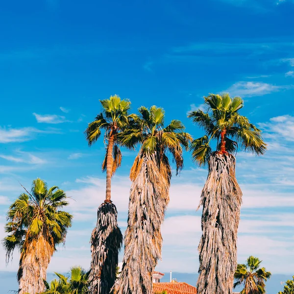 Palm. Beach fashion mood. Canary Island — Stock Photo, Image