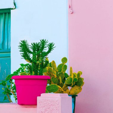 Şirin kaktüs ayarlayın. Bitki Pink. Çok az. Renkli hayatı