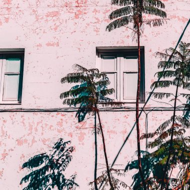 Tropcal kentsel yaşam. Palm konum. En az moda ruh hali