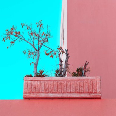 En az pembe ruh hali. Bitki pink üzerinde. Moda sanat